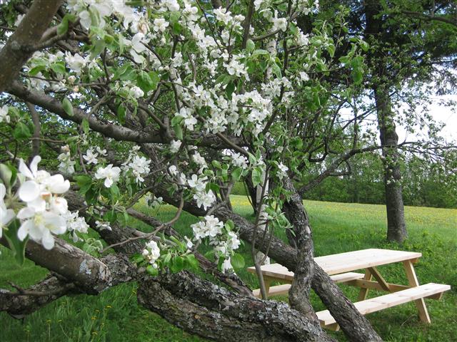 Pique nique sous les pommiers en fleurs